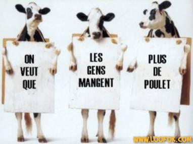 vache folle