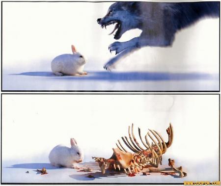 lapin et loup
