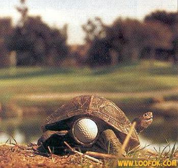 tortue